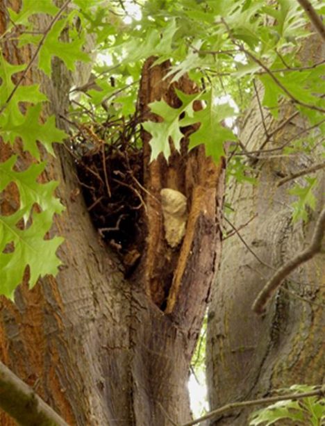 A developing fruit body on a tear wound on pin oak at Hampstead Heath, London